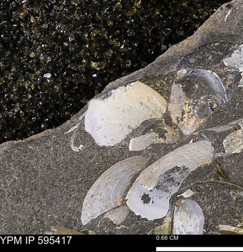 Protocardia sp.
