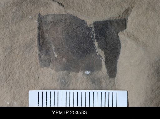 Eurypterida