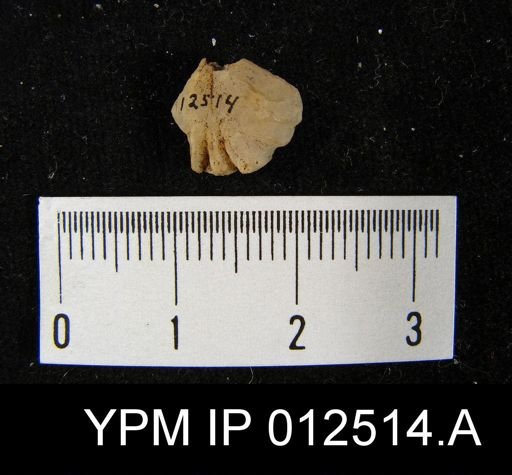 Pugnoides swallowianus