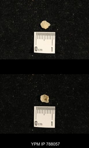 Brachiopoda