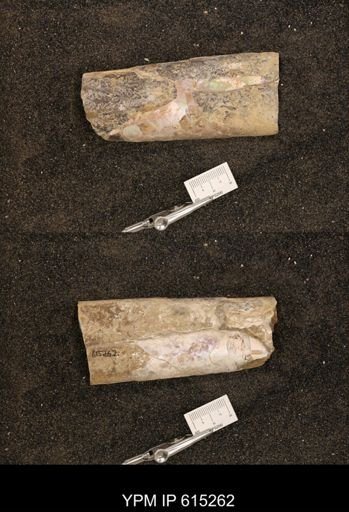 Baculites sp.