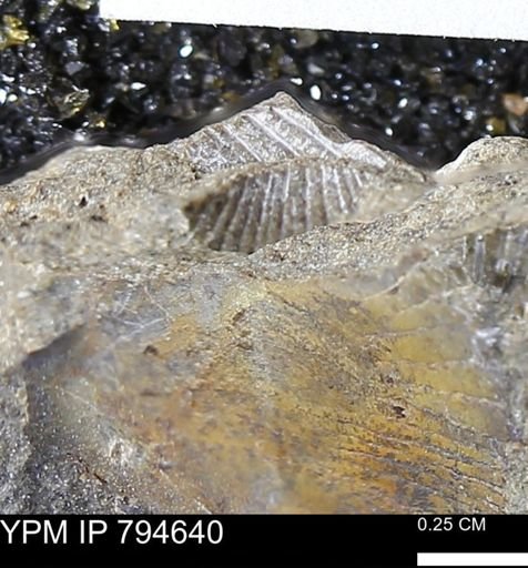 Hoploscaphites sp.