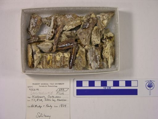 undet. Stratodontidae