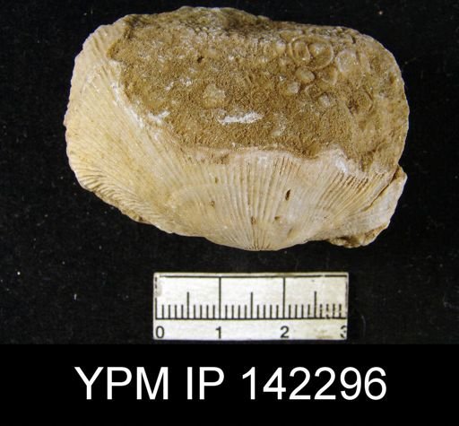 Derbya hemisphaerica