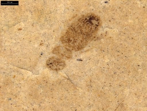 undet. Coleoptera