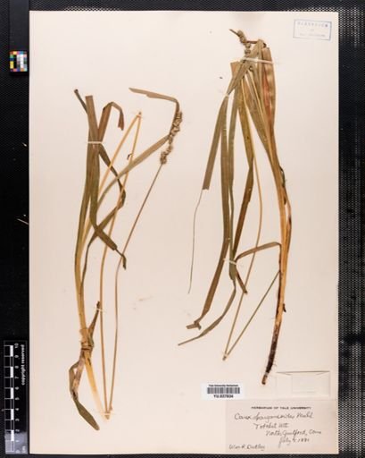 Carex sparganioides
