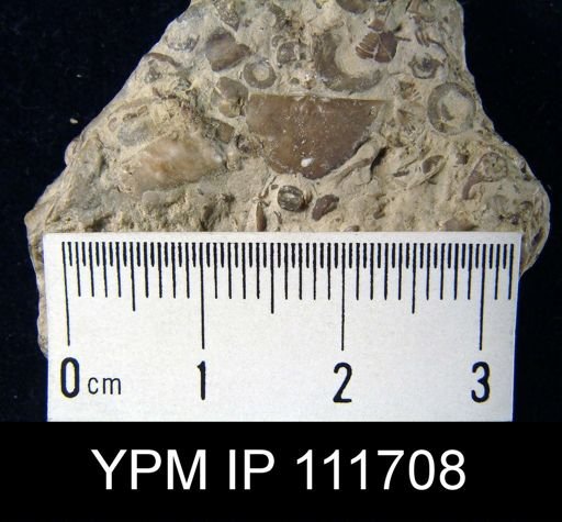 Brachyprion leda