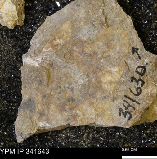 Scaphites sp.