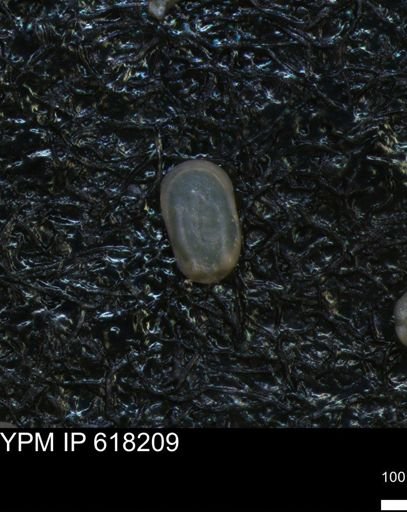 undet. Ostracoda