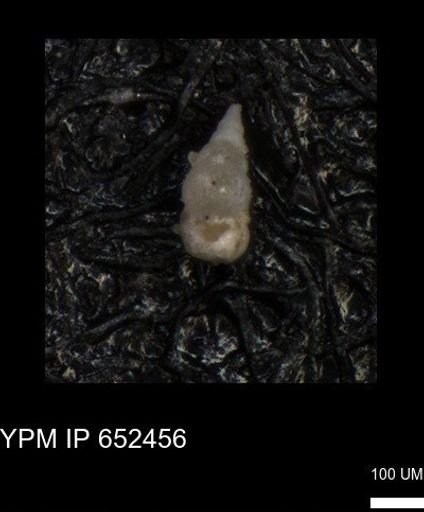 undet. Heterohelicidae