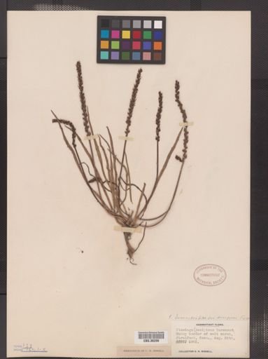 Plantago juncoides var. decipiens