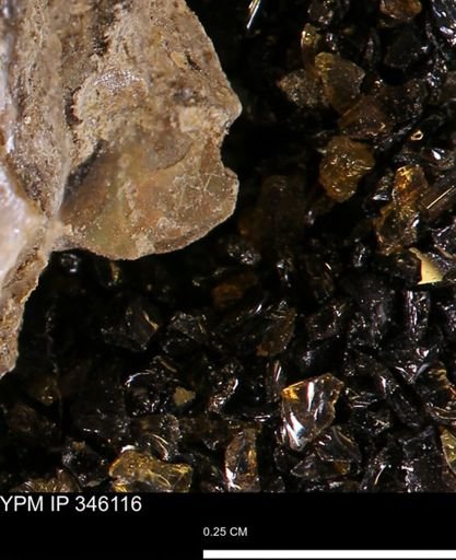 undet. Mollusca