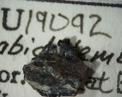 Labidolemur soricoides
