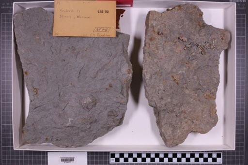 mixed taxa, stratigraphic collection