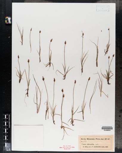 Carex