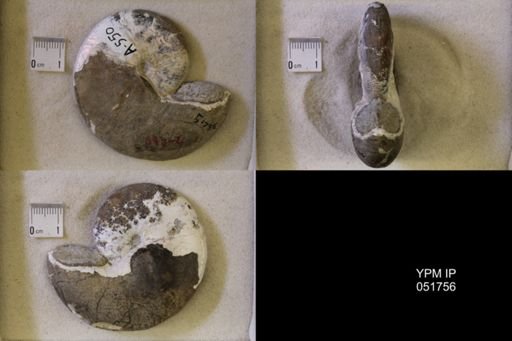Hoploscaphites nicolletii