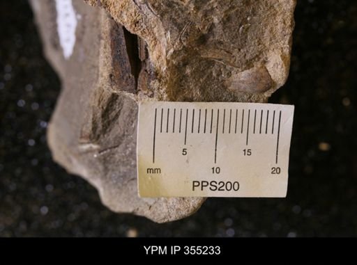 undet. Mollusca