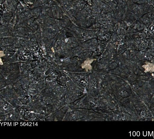undet. Porifera