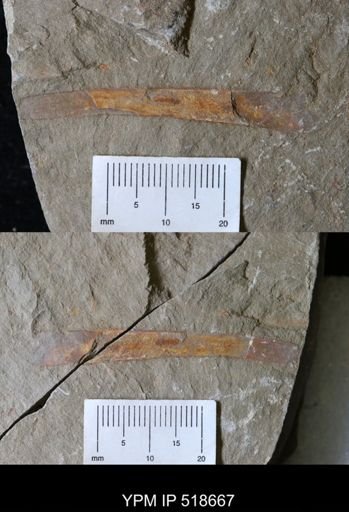 Sphenothallus?