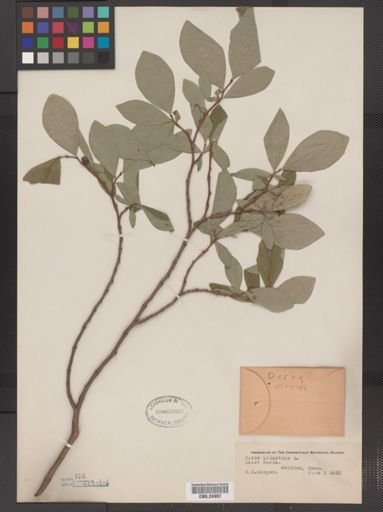 Dirca palustris