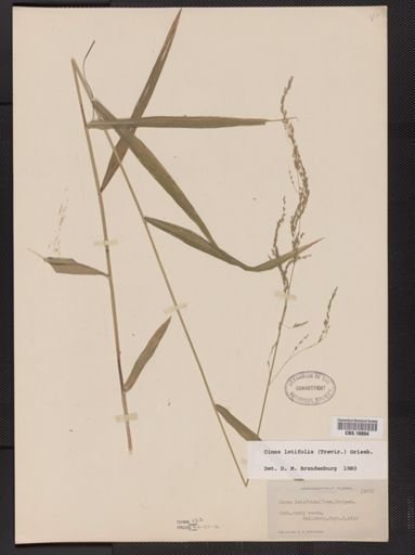 Cinna latifolia