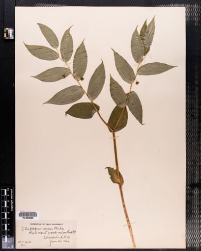 Streptopus roseus