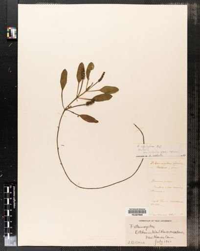 Potamogeton