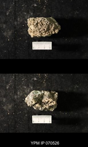 Favosites louisvillensis