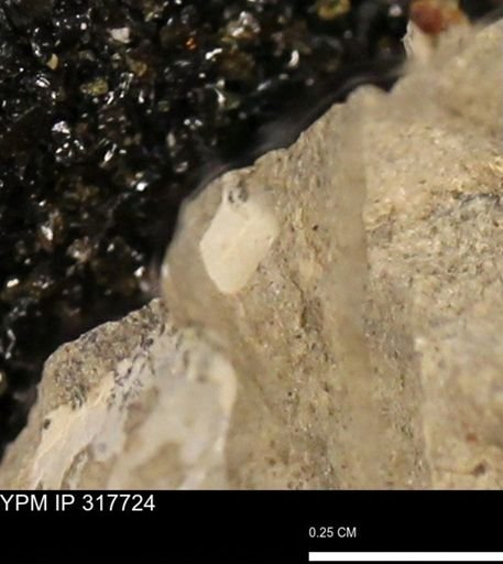 undet. Mollusca