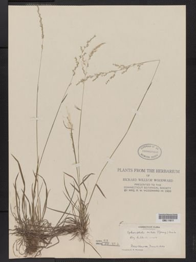 Sphenopholis nitida