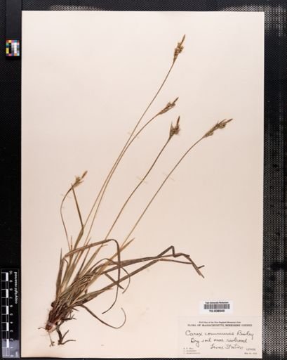 Carex communis