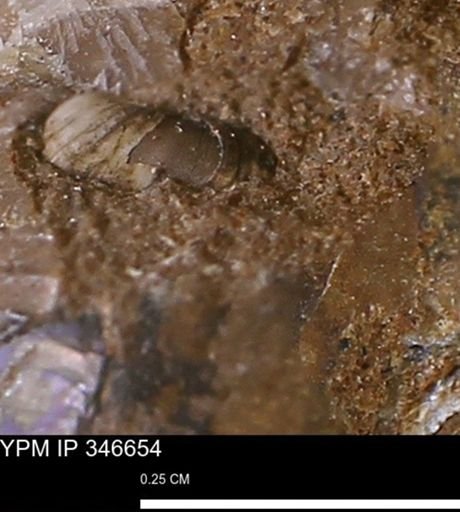 undet. Mollusca