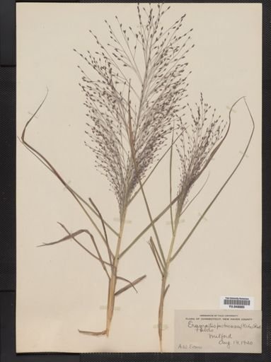 Eragrostis spectabilis