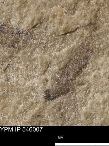taxon undetermined