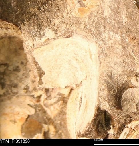 Protocardia sp.