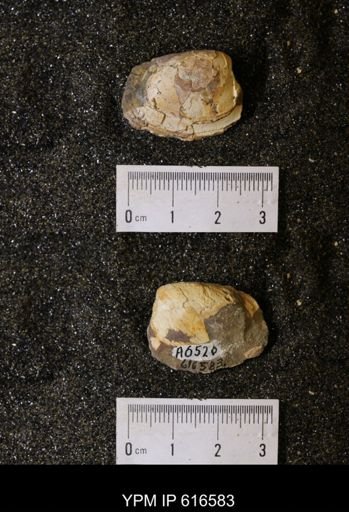 Corbicula?