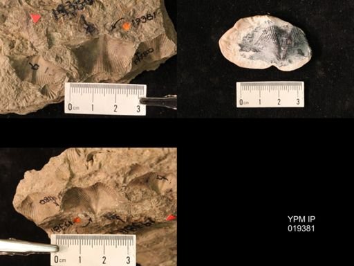 Cyrtospirifer inermis