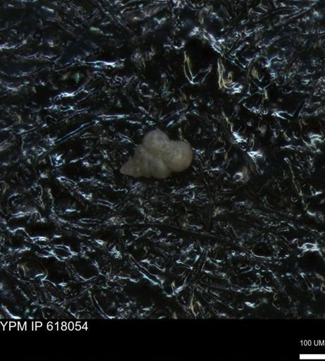 undet. Heterohelicidae