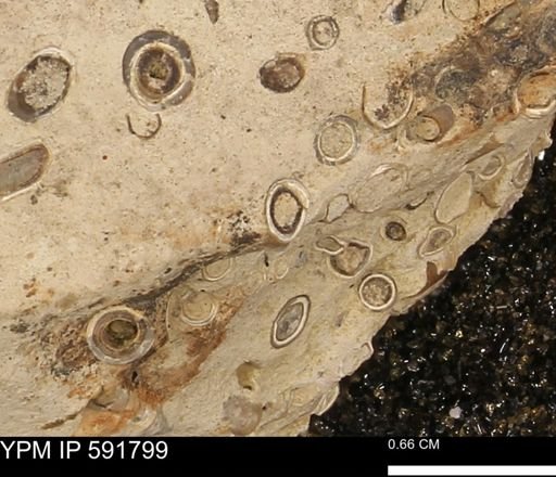 Serpulidae
