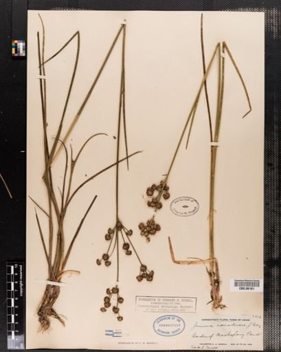 Juncus canadensis