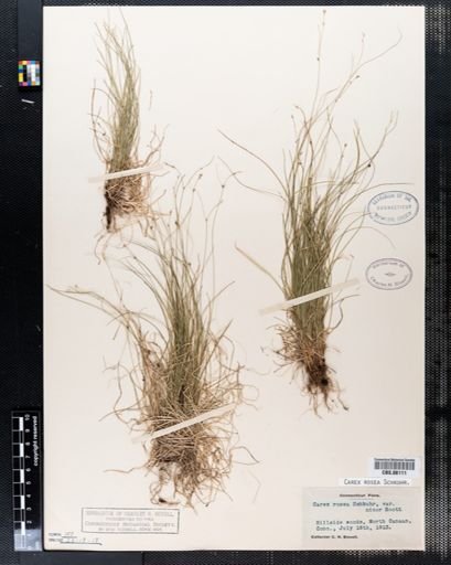 Carex rosea