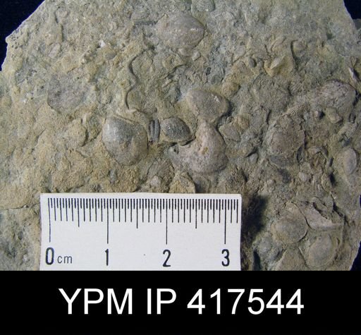 undet. Orthida
