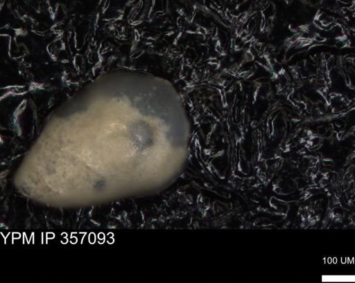undet. Foraminiferida