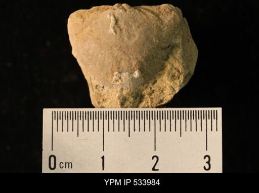Rafinesquina minnesotensis