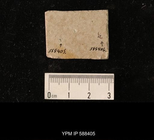 undet. Hymenoptera