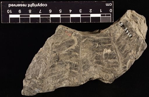 Pecopteris tenera
