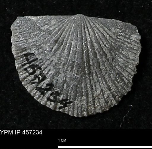 Stropheodonta erratica fissicosta
