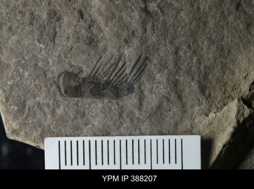 Eurypterus dekayi