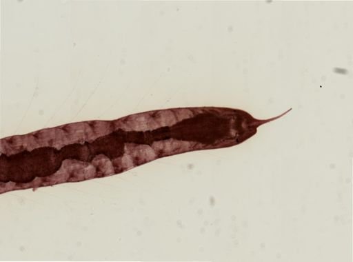 Stylaria lacustris