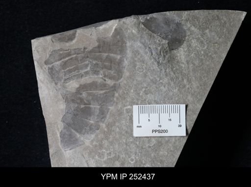 undet. Eurypterida